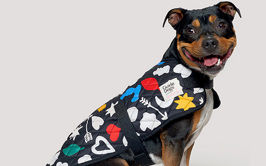 Gorman x Guide Dogs Australia