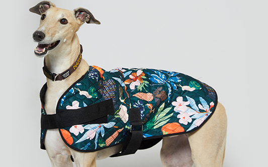 PetRescue x Gorman
