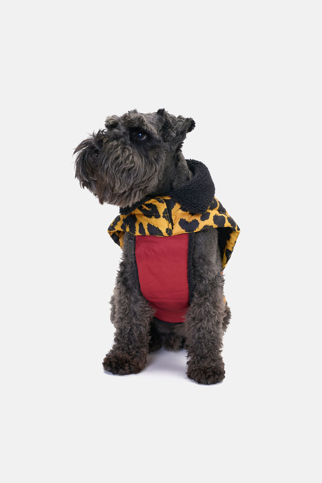 Gorman - Leopard Dog Puffer Coat - print
