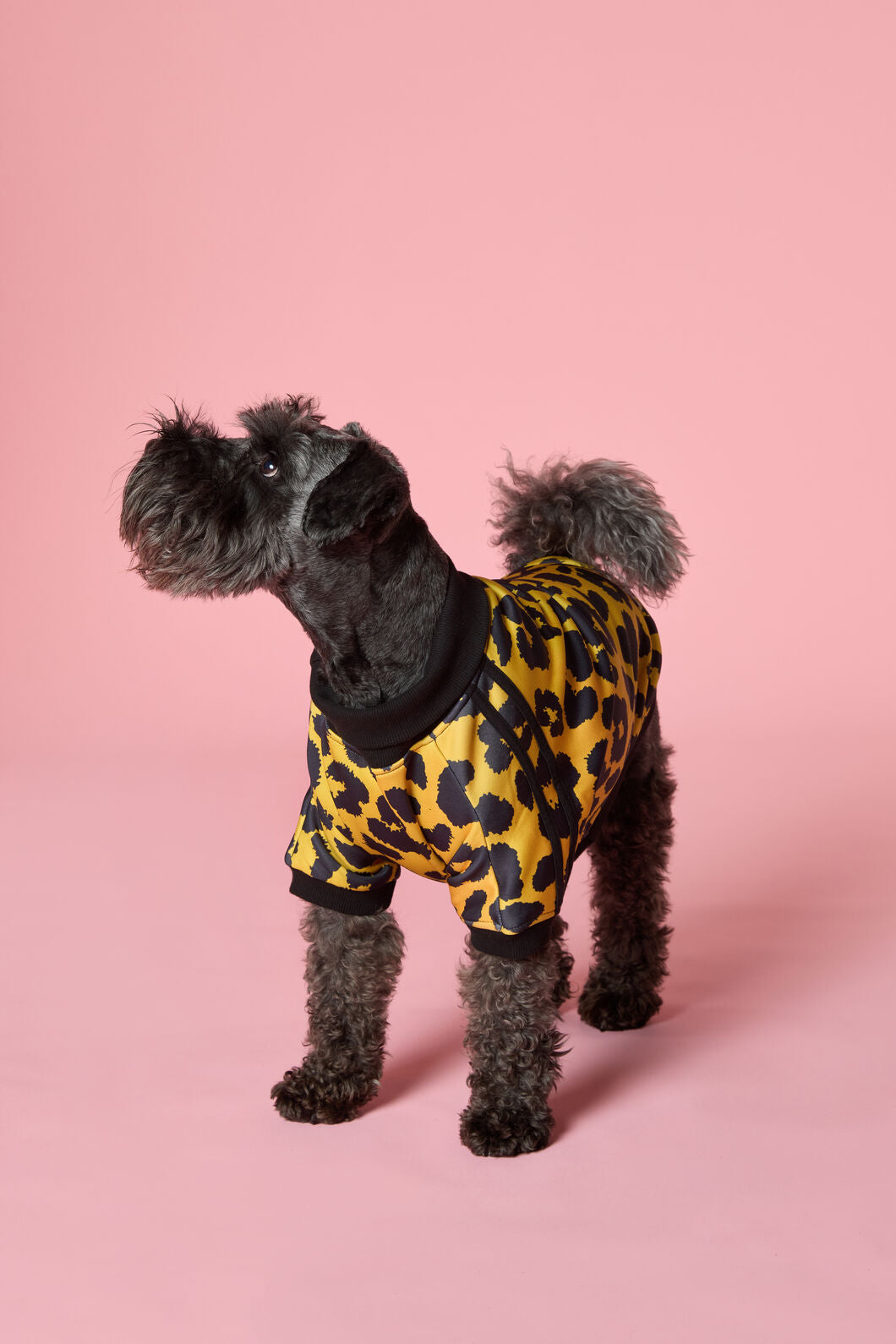 Gorman - Leopard Terry Pet Jumper - multi